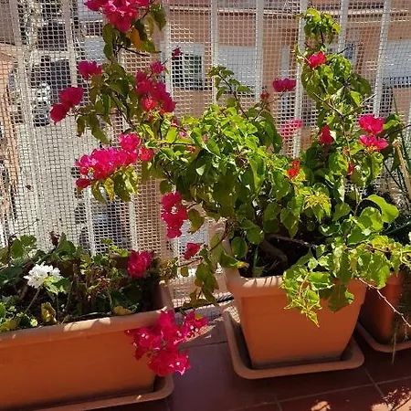 Apartment Mediterraneo Pineda de Mar